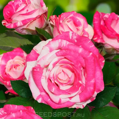 Фото розы пинк флеш в формате jpg