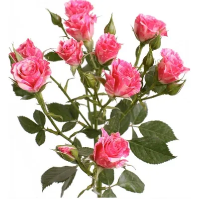 Картинка розы пинк флеш в формате для печати на холсте