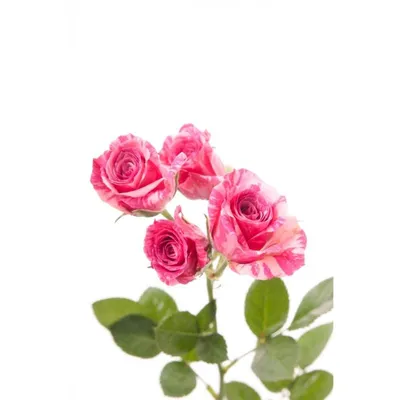 Картинка розы пинк флеш на фоне природы