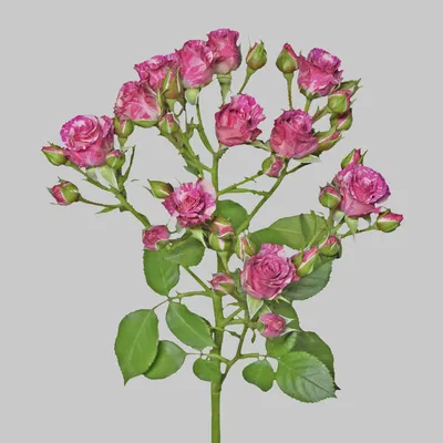 Изображение розы пинк флеш с эффектом чёрно-белого фото