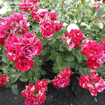 Фото розы пинк флеш с нежными оттенками