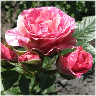Фотография розы пинк флеш с контрастными цветами