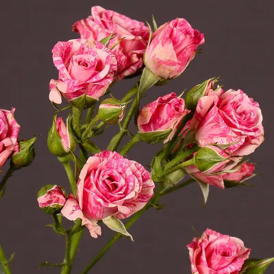 Изображение розы пинк флеш с эффектом движения