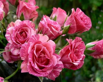 Изображение розы пинк флеш в формате webp