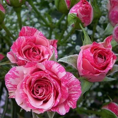 Фотография розы пинк флеш высокого разрешения