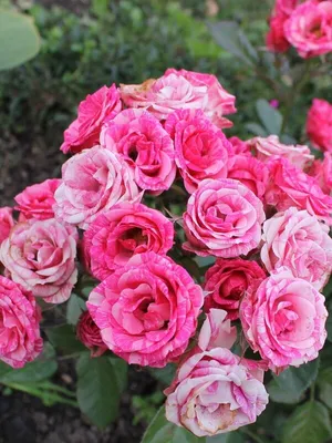Фото розы пинк флеш для использования как обои