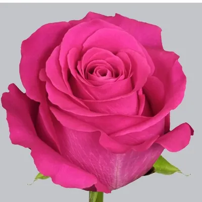 Уникальная фотка розы Pink Floyd в формате jpg