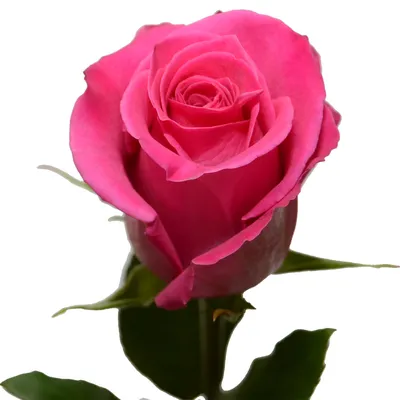 Потрясающее изображение розы Pink Floyd в webp формате