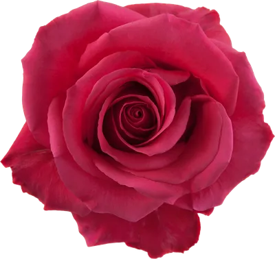 Фото розы Pink Floyd с выбором размера и формата