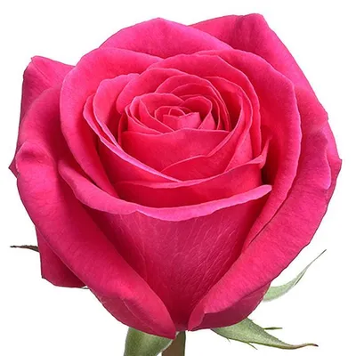 Красивая фотография розы Pink Floyd в высоком разрешении