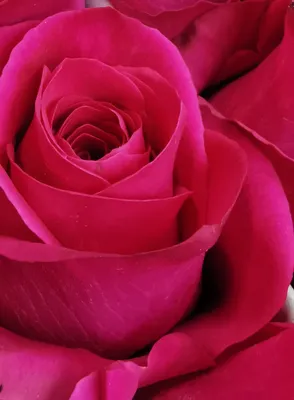 Прекрасное фото розы Pink Floyd в формате webp