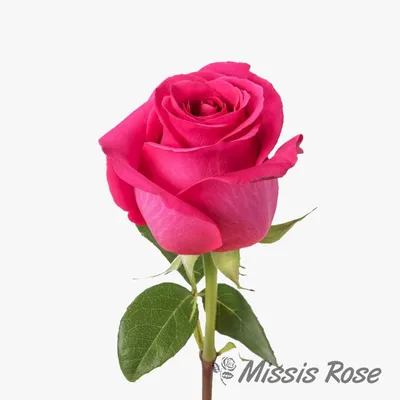 Уникальное изображение розы Pink Floyd в png формате