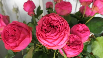 Уникальная роза пинк пиано: фотка