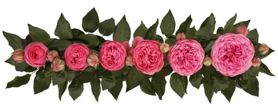 Изысканная роза пинк пиано: фотография, jpg