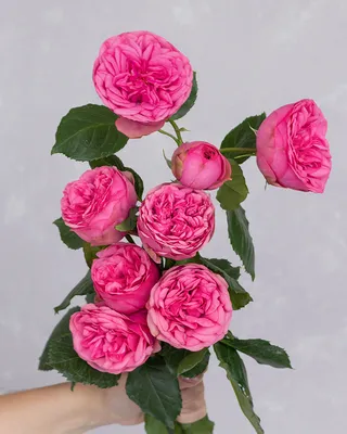 Чудесная роза пинк пиано: картинка, png