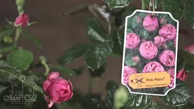 Очаровательная роза пинк пиано: фотка, png