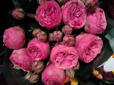 Миловидная роза пинк пиано: фотография, webp
