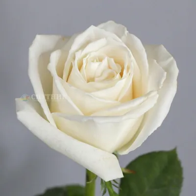 Изображение розы плайя бланка в формате png