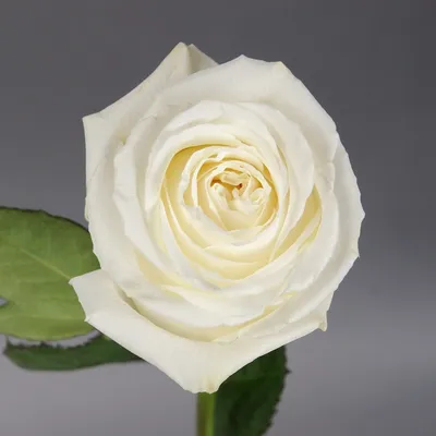 Изображение розы плайя бланка в монохромном стиле