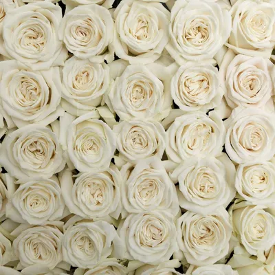 Фото розы плайя бланка в формате webp