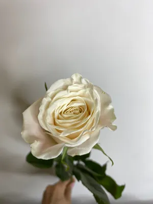 Фотография розы плайя бланка: почувствуйте ее аромат