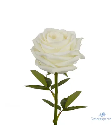 Фото розы плайя бланка: выберите подходящий контраст