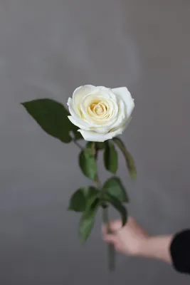 Картинка розы плайя бланка для использования в рекламе