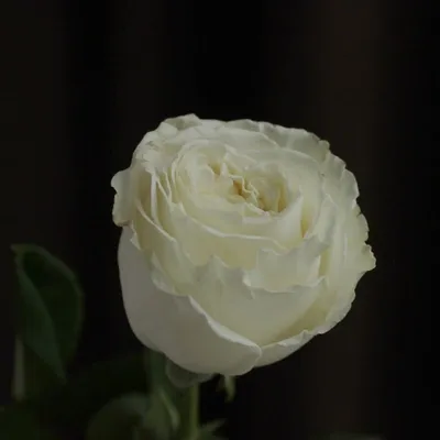 Изображение розы плайя бланка в формате png: высокое качество