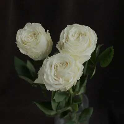 Изображение розы плайя бланка в формате jpg: выберите размер