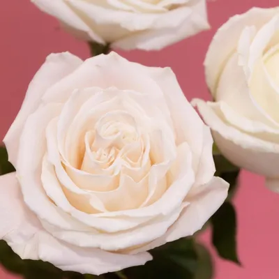 Фотография розы плайя бланка: выберите насыщенность цвета