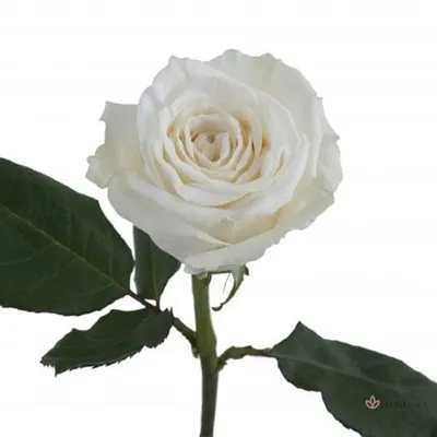 Фотка розы плайя бланка: элегантное изображение для печати