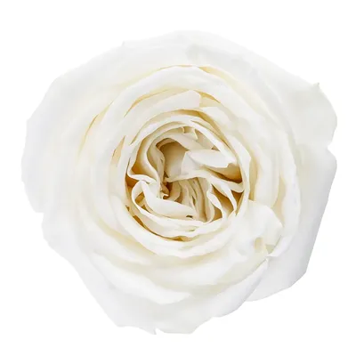 Фото розы плайя бланка для использования в дизайне