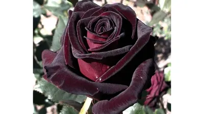 Красивая картинка розы плетистой черной королевы для фона экрана