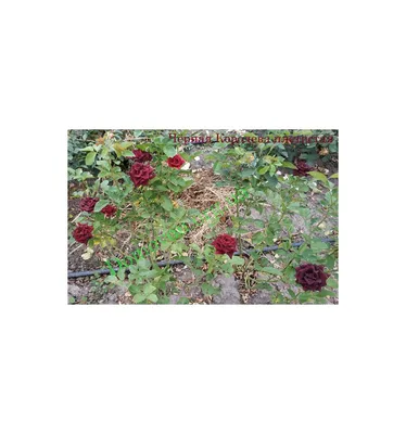 Пленительное изображение плетистой черной королевы-розы