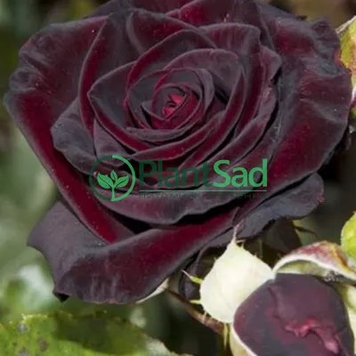 Роза плетистая черная королева на фотографии среднего размера