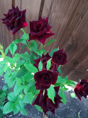 Фото розы плетистой черной королевы для использования в дизайне