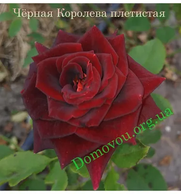 Роза плетистая черная королева на фотографии большого размера