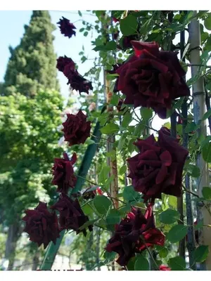Очаровательная фотография плетистой черной королевы-розы