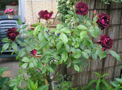 Фото розы плетистой черной королевы в уникальном ракурсе