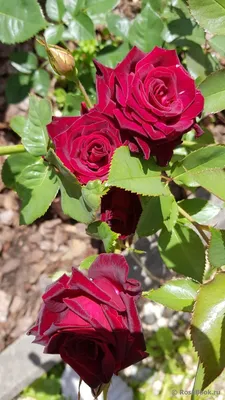 Картинка розы плетистой черной королевы в ярких цветах