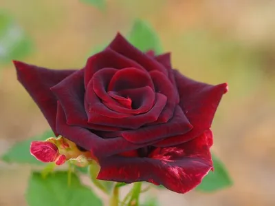 Роза плетистая черная королева на фоне зеленых листьев