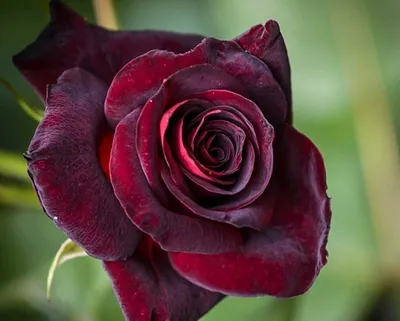 Изображение плетистой черной королевы-розы в формате jpg