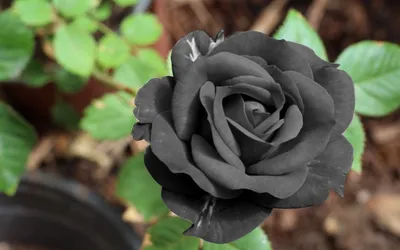 Фотография розы плетистой черной королевы для использования в соцсетях