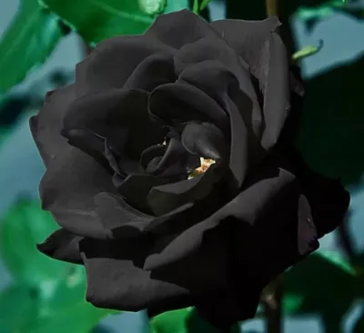 Картинка розы плетистой черной королевы для печати
