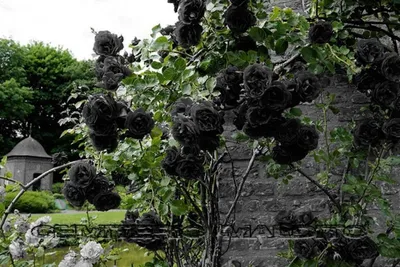 Фото розы плетистой черной королевы в винтажном стиле