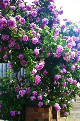 Изображение розы плетистой черной королевы с отражением