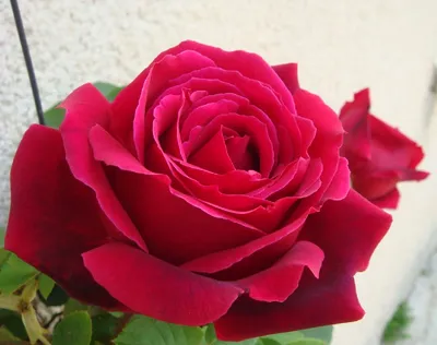 Очаровательная фотография плетистой черной королевы-розы для постера