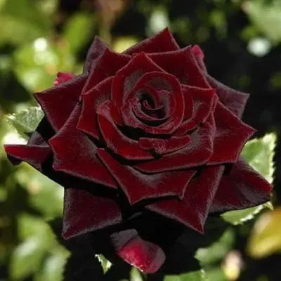 Изображение плетистой черной королевы-розы для вашего веб-сайта