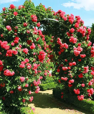 Потрясающая роза плетистая розариум ютерсен на фото