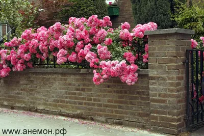 Фото розы плетистой розариум ютерсен: выберите формат, который вам подходит